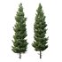 spruce tree004 - Thumbnail 1