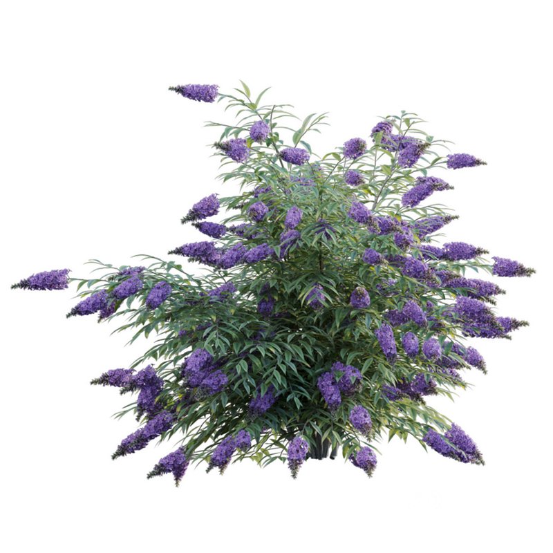 Buddleia – Butterfly Bush Image 2
