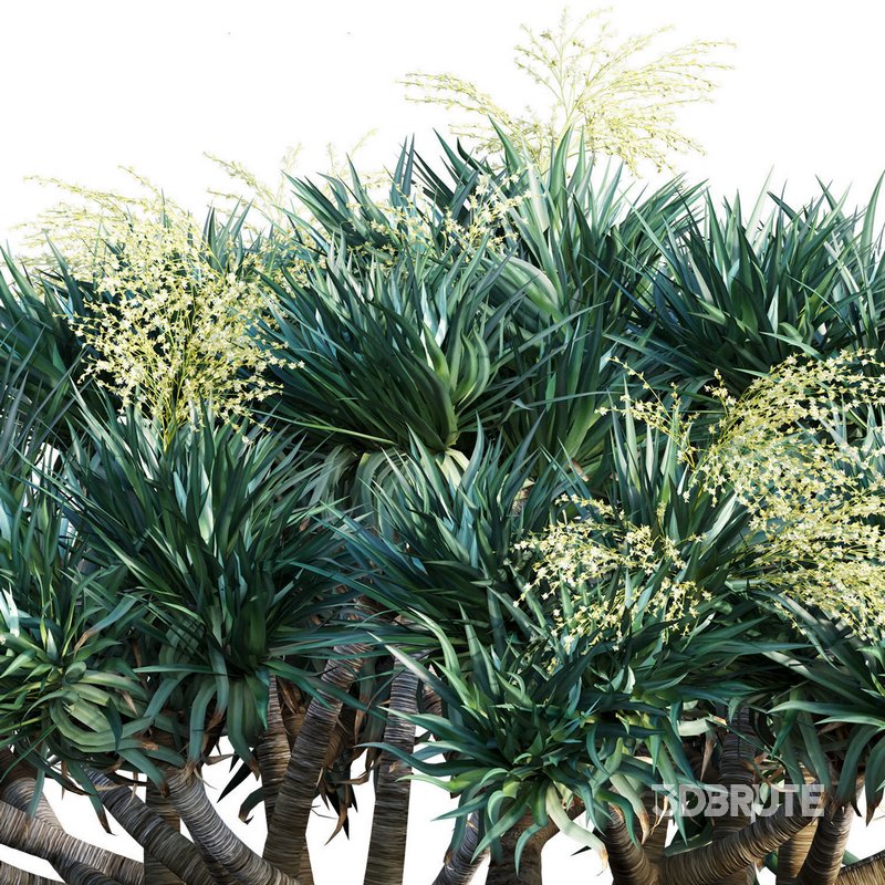 Dracaena Draco-Canary Islands Dragon Tree Image 2