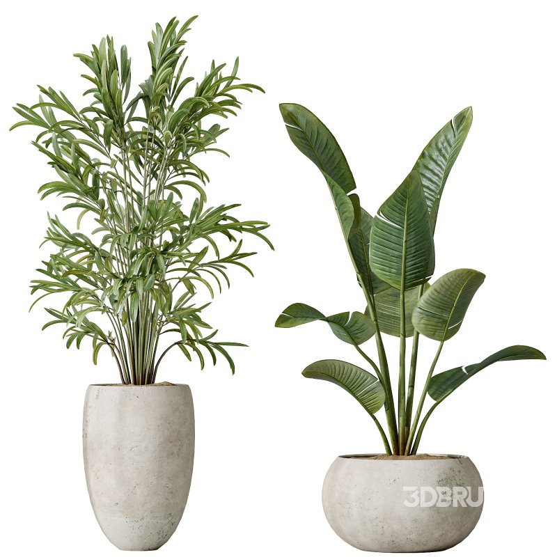 AV Indoor plants set 151 Beech Olea Europaea Olive and Lutescens Areca Palm and Mountain Kentia Palm and Strelitzia Reginae Nicolai Image 2