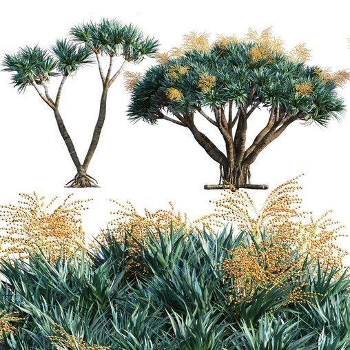 Dracaena Draco-Canary Islands Dragon Tree-03