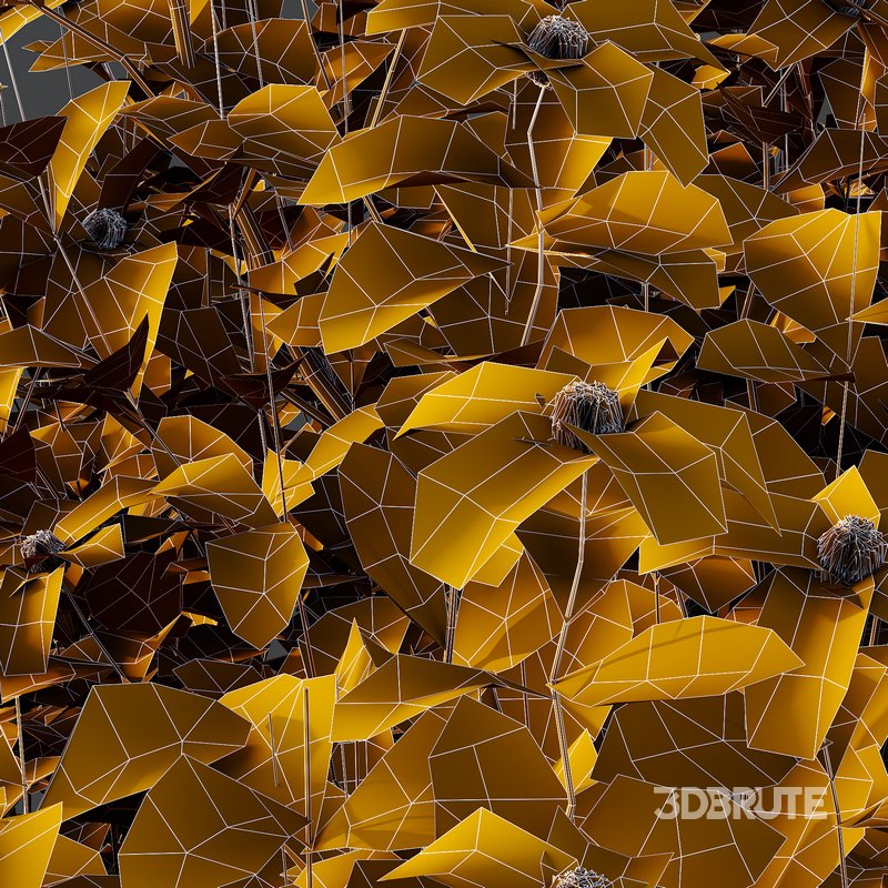 romneya coulter Plant 07 -2 Model Image 3