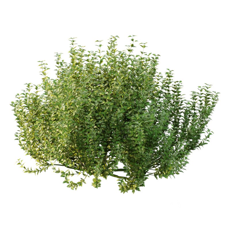 ntal plant, kept for its large, showy flowers. Image 4