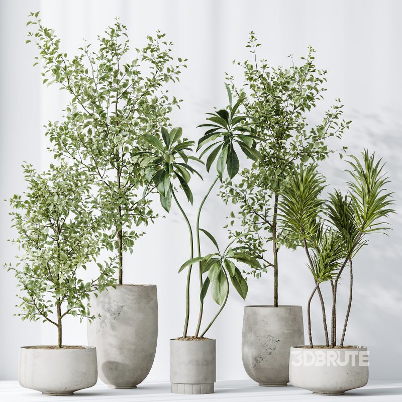 AV Indoor plants set 153 Beech Olea Europaea Olive Eucalyptu and Aloifolia Rostrata Palm and Ficus Cyathistipula African Fig Image 14