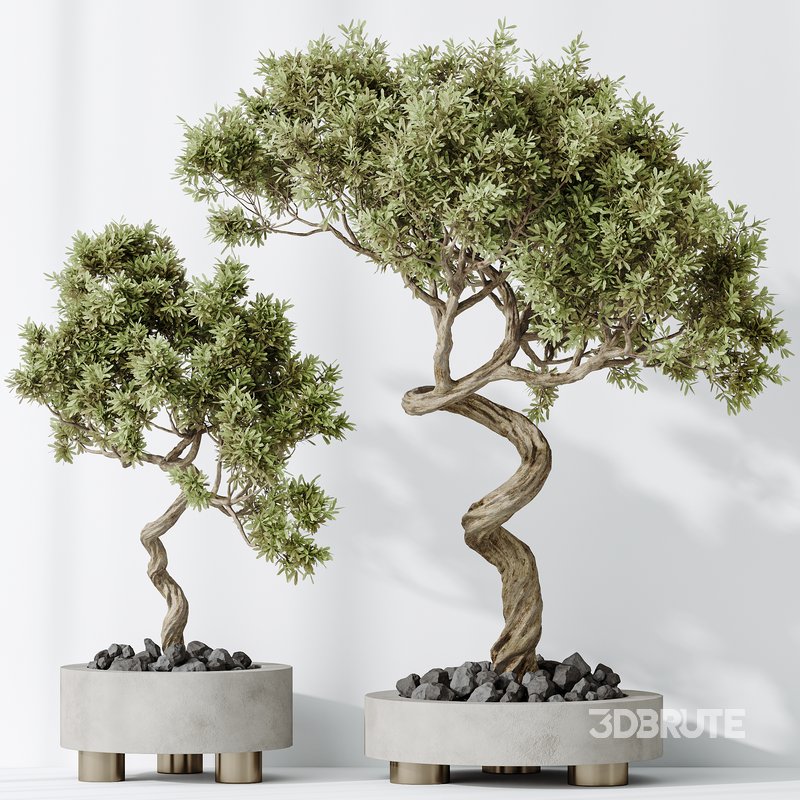 AV Indoor plants set 131 Mission Kalamata Leccino Arbequina Wilsonii Chemlali Olive Image 4