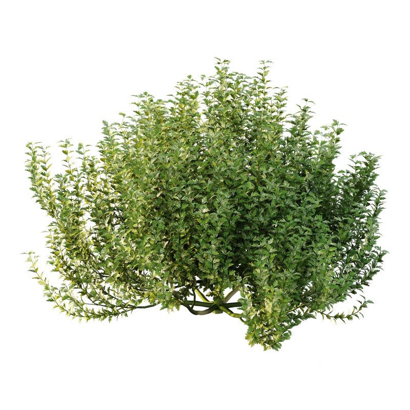 ntal plant, kept for its large, showy flowers. Image 3