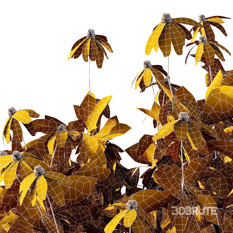 Rudbeckia laciniata Plant 03 Image 3