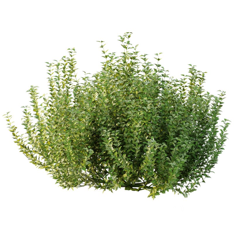 ntal plant, kept for its large, showy flowers. Image 6