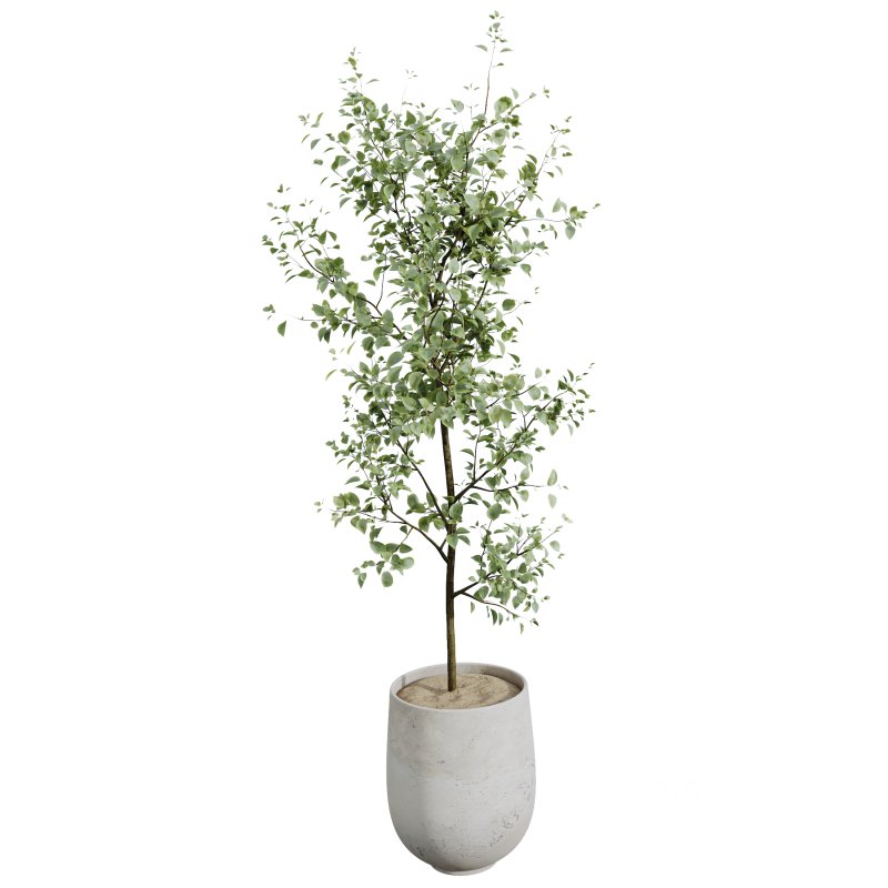 AV Indoor plants set 153 Beech Olea Europaea Olive Eucalyptu and Aloifolia Rostrata Palm and Ficus Cyathistipula African Fig Image 8