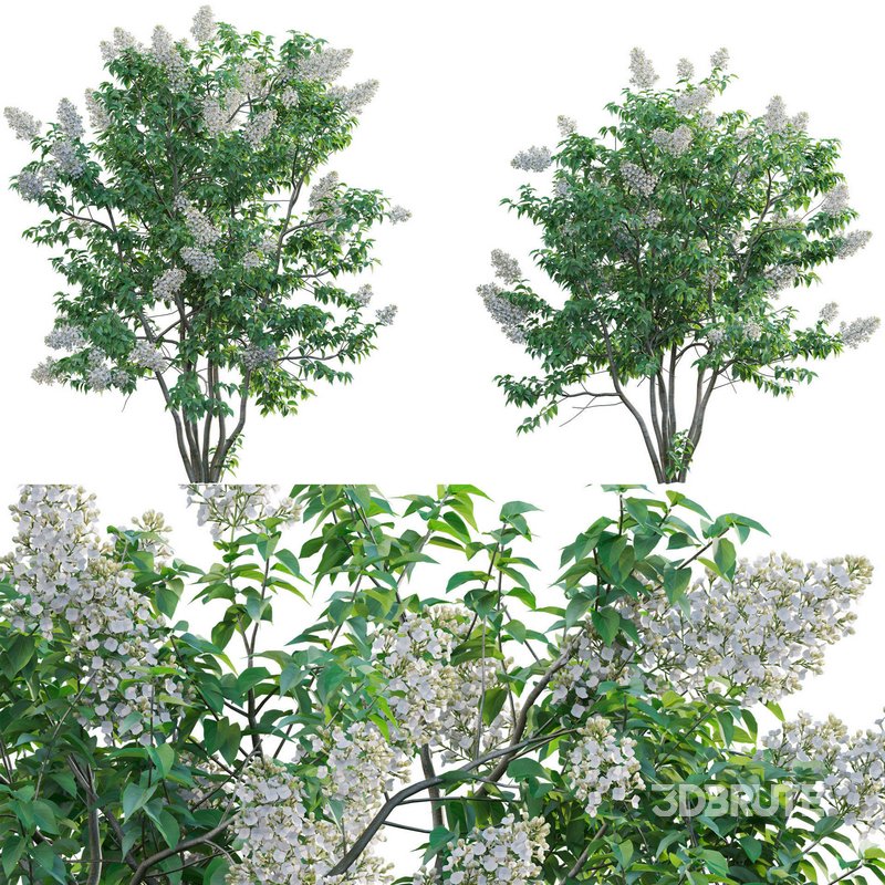 Syringa vulgaris – Common Lilac 03 Image 1