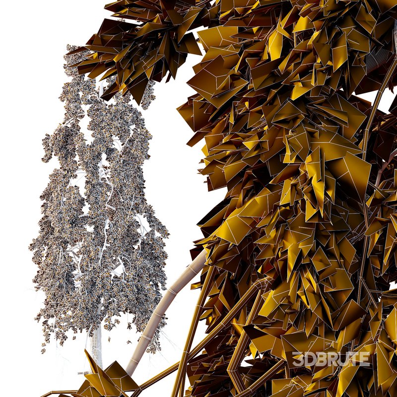 Chamaecyparis thyoides Tree Image 3