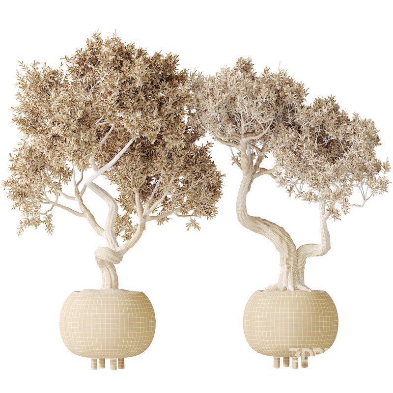 AV Indoor plants set 138 Ficus Retusa Microcarpa Bonsai Ginseng Image 8