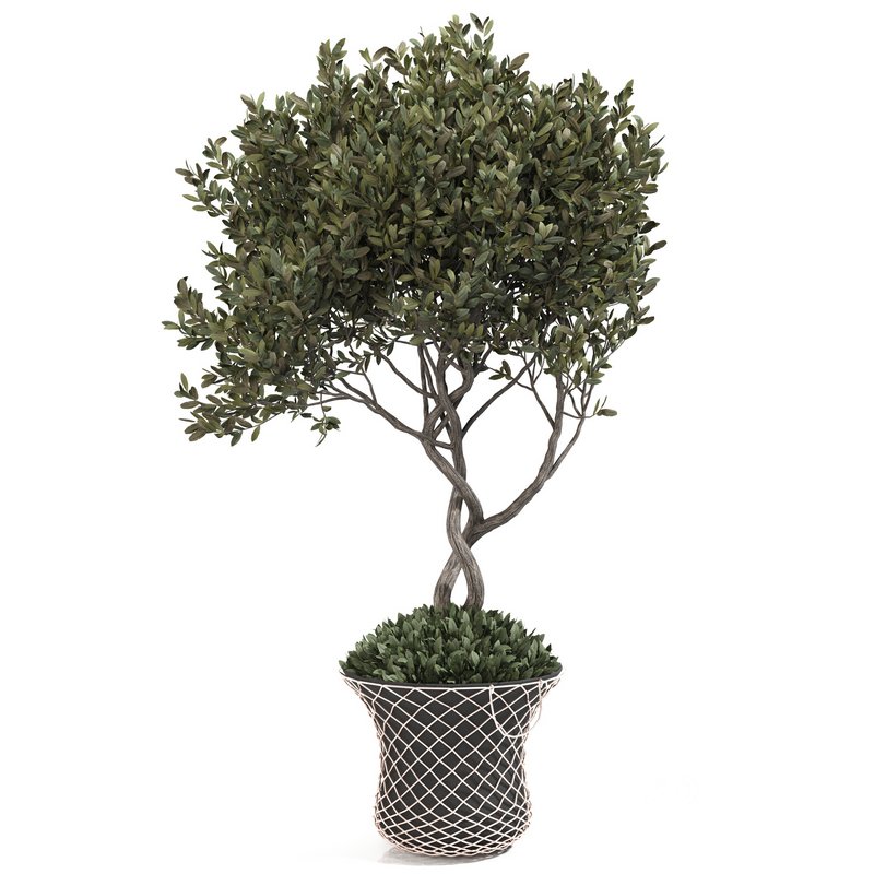 olive plant in pot Image 2