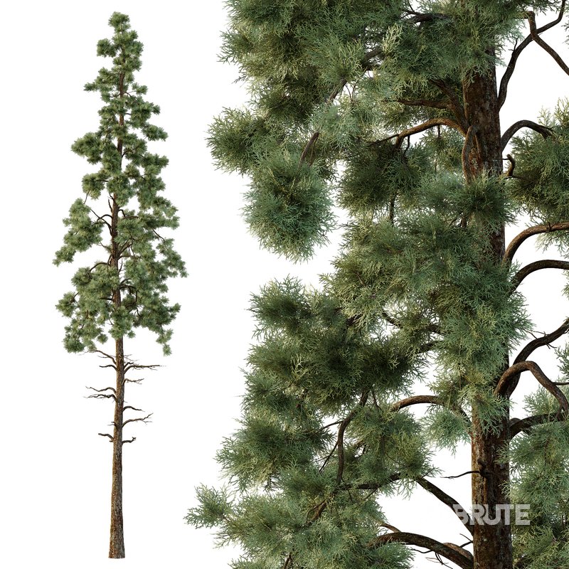 Pinus tree005 Image 4
