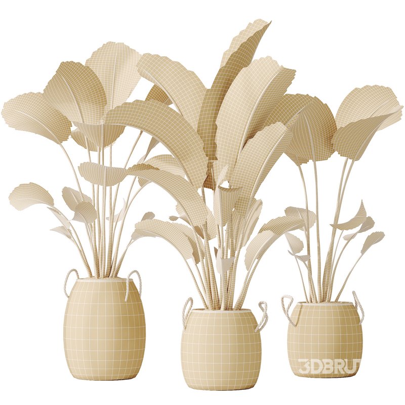 AV Indoor plants set 142 Ravenala Banana Strelitzia Nicolai Bird Of Paradise Image 7