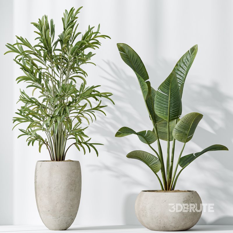 AV Indoor plants set 151 Beech Olea Europaea Olive and Lutescens Areca Palm and Mountain Kentia Palm and Strelitzia Reginae Nicolai Image 6