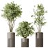 AV Indoor plants set 134 Beech Olea Europaea Olive and Ficus Benjamina African Fig and Mountain Kentia Palm - Thumbnail 3
