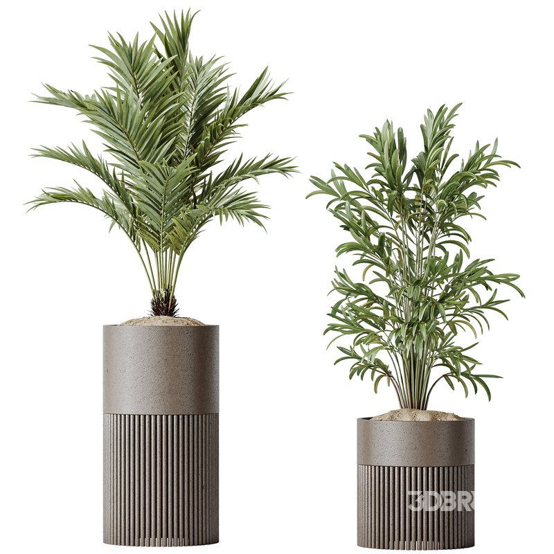 AV Indoor plants set 129 Beech Olea Europaea Olive and Lutescens Areca Palm and Paradise Kentia Everlasting and Yucca Aloifolia Image 1