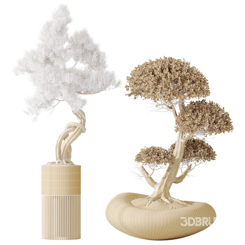 AV Indoor plants set 139 Bonsai Pinus Pentaphylla Thunbergi and Ficus Retusa Microcarpa Bonsai Ginseng Image 12