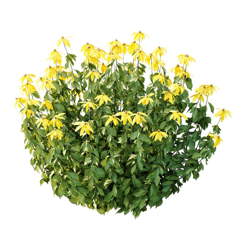 Rudbeckia laciniata Plant 02 Image 5