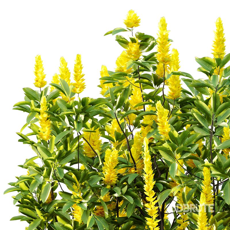 Argyrocytisus battandieri 10 -4 Plants Image 6