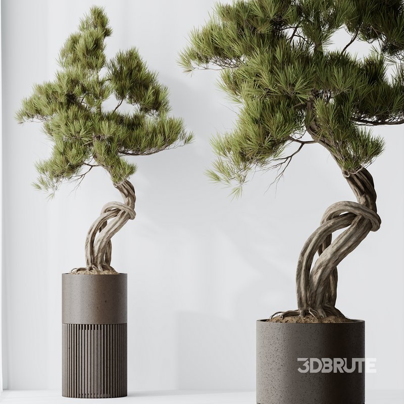 AV Indoor plants set 139 Bonsai Pinus Pentaphylla Thunbergi and Ficus Retusa Microcarpa Bonsai Ginseng Image 7