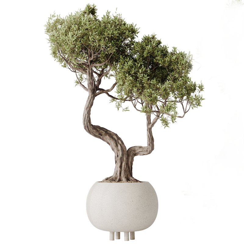 AV Indoor plants set 138 Ficus Retusa Microcarpa Bonsai Ginseng Image 3