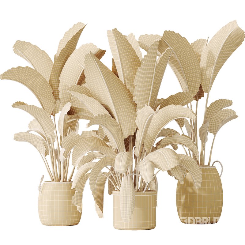 AV Indoor plants set 140 Ravenala Banana Strelitzia Nicolai Bird Of Paradise Image 6