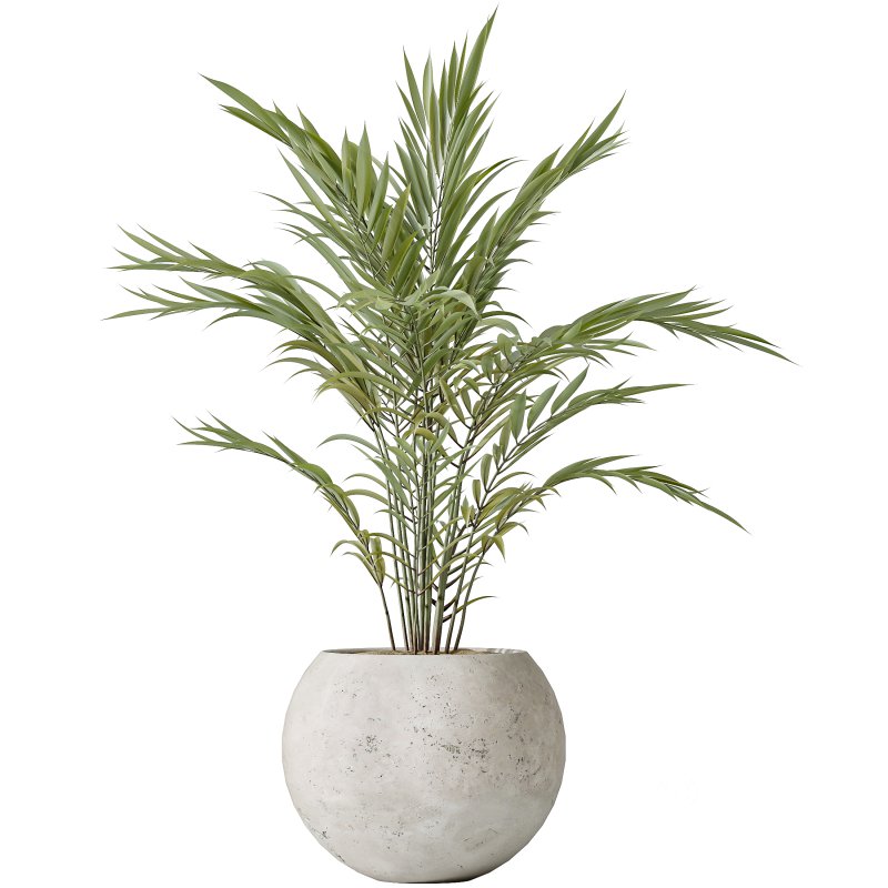 AV Indoor plants set 151 Beech Olea Europaea Olive and Lutescens Areca Palm and Mountain Kentia Palm and Strelitzia Reginae Nicolai Image 4