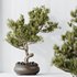 AV Indoor plants set 137 Bonsai Pinus Pentaphylla Thunbergii - Thumbnail 6