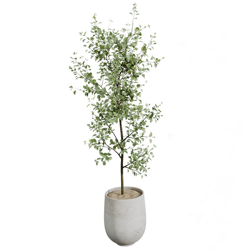 AV Indoor plants set 141 Beech Olea Europaea Olive and Aloifolia Rostrata Palm and Cyara Areca Palm Image 8