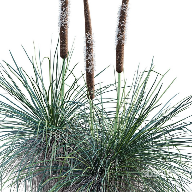 Xanthorrhoea Arborea – Grass Tree – 03 Image 2