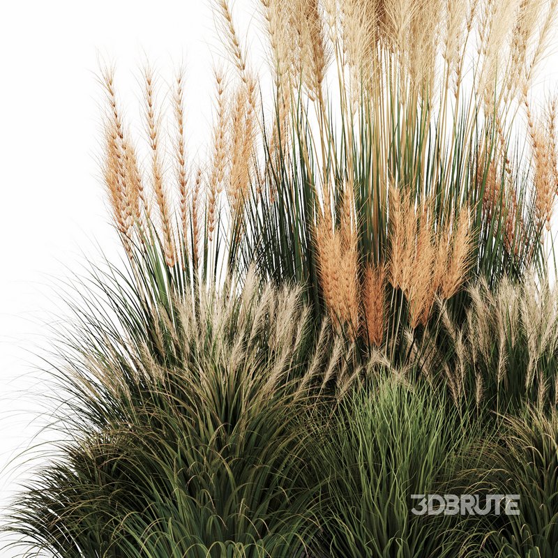 Bush-Bush set-09 Image 4