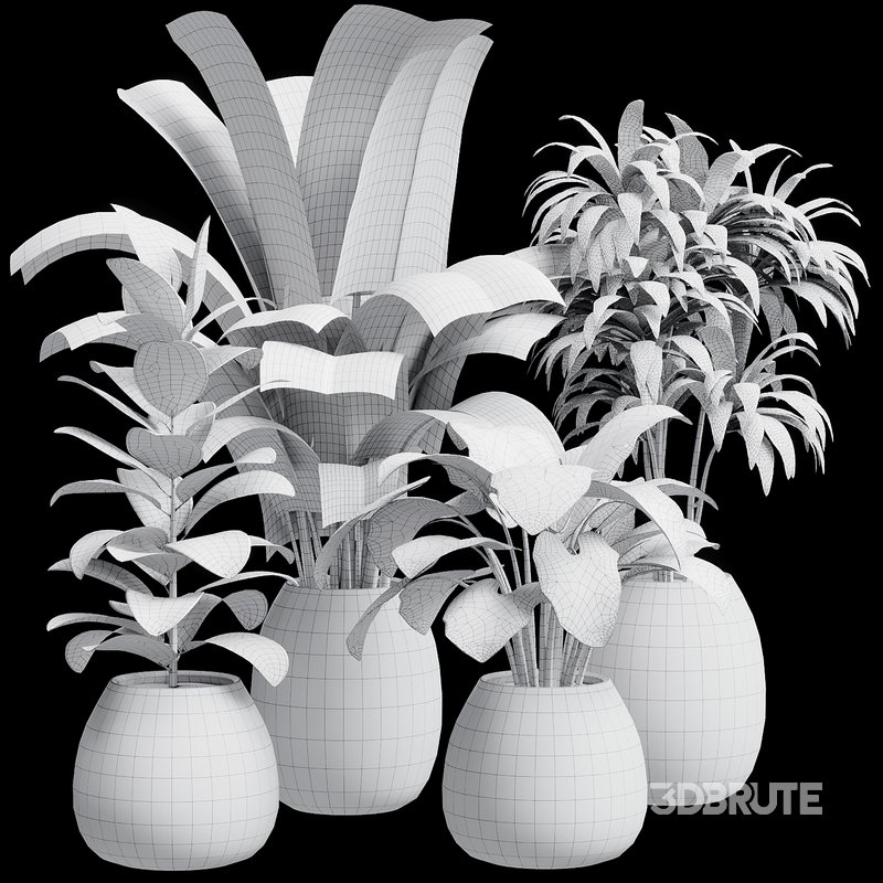 Indoor Plant 28 Image 6