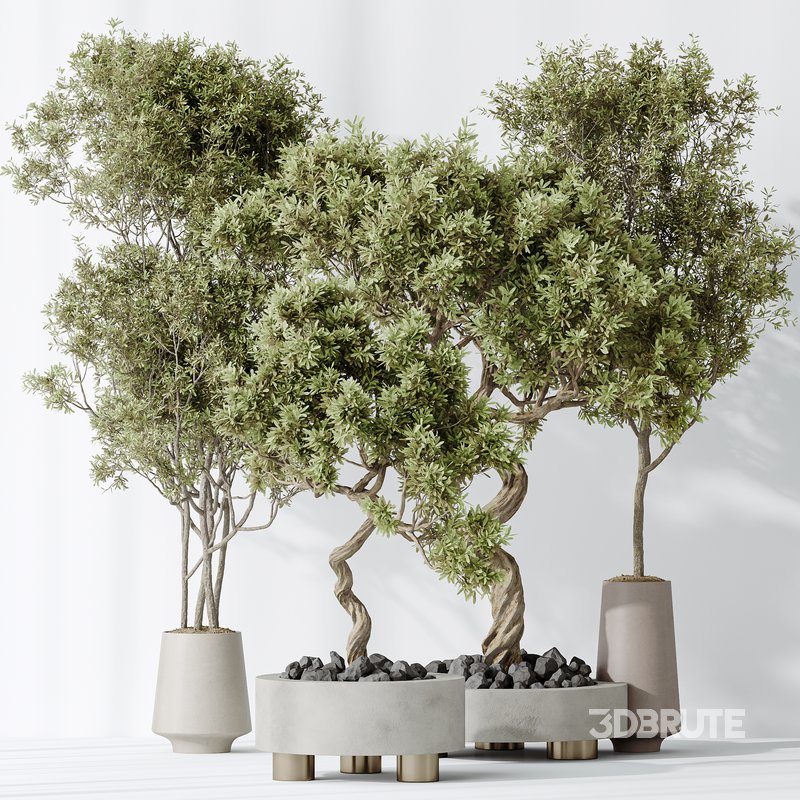 AV Indoor plants set 131 Mission Kalamata Leccino Arbequina Wilsonii Chemlali Olive Image 2