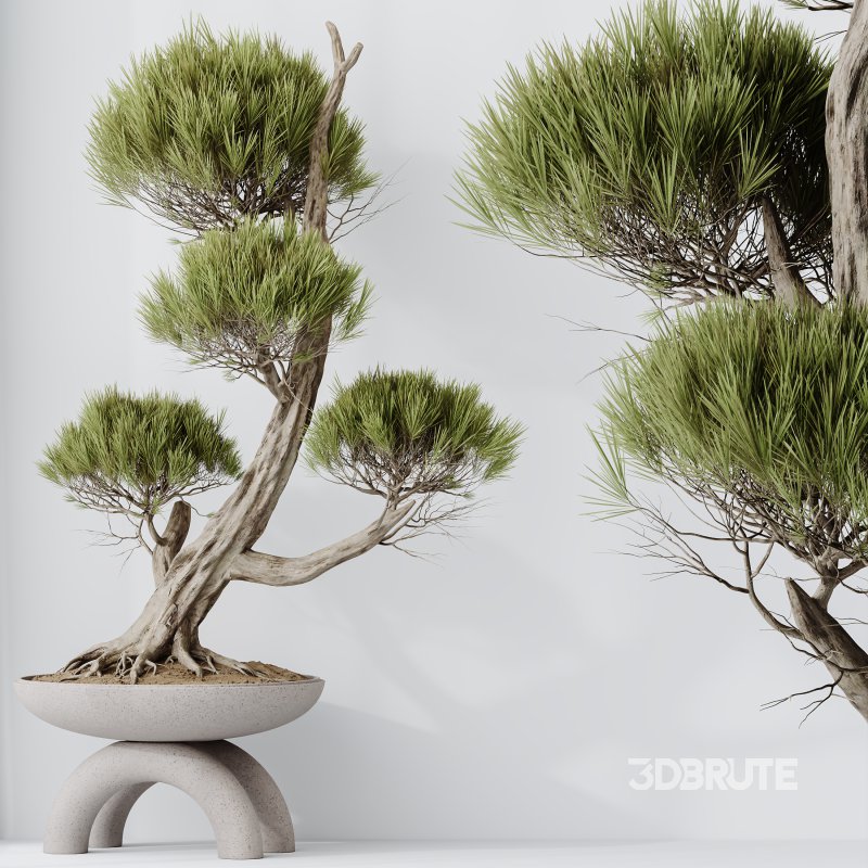 AV Indoor plants set 152 Ficus Retusa Microcarpa Bonsai Ginseng and Bonsai Pinus Pentaphylla Thunbergii Image 2