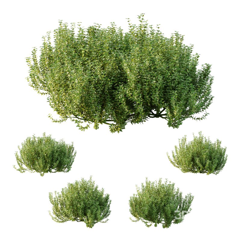 ntal plant, kept for its large, showy flowers. Image 5