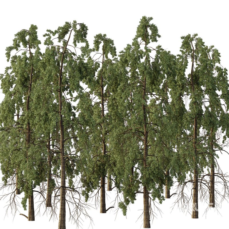 Chamaecyparis thyoides Tree006 Image 3