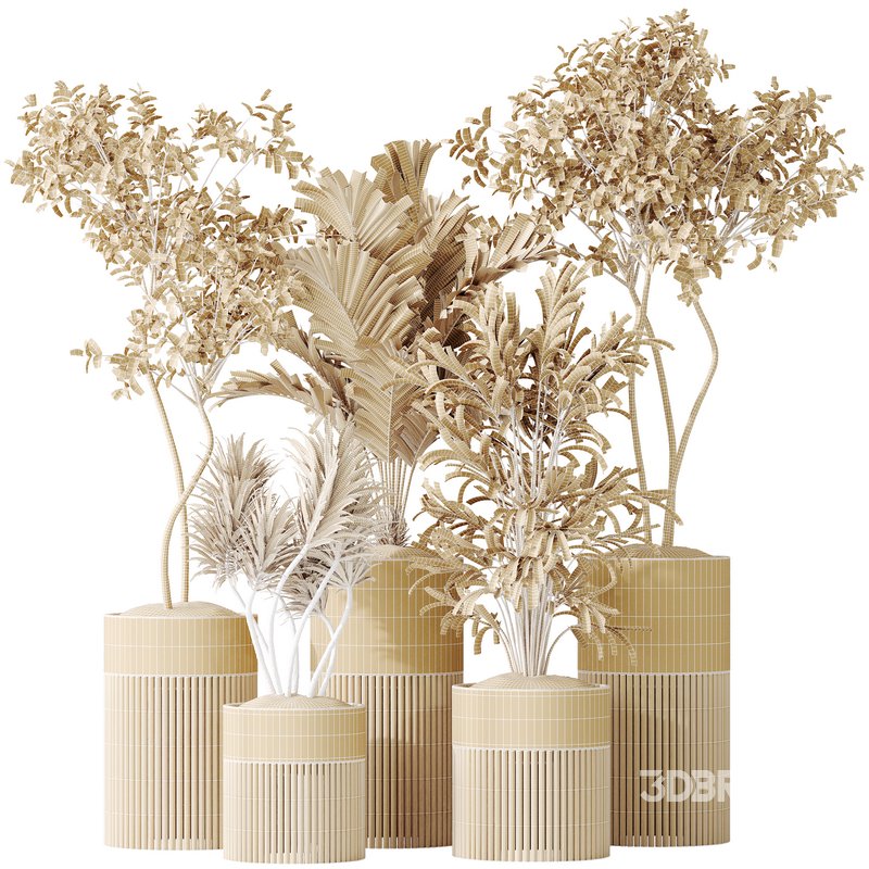 AV Indoor plants set 129 Beech Olea Europaea Olive and Lutescens Areca Palm and Paradise Kentia Everlasting and Yucca Aloifolia Image 8