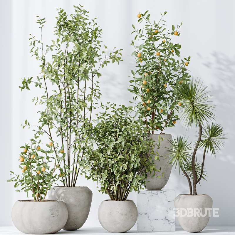 AV Indoor plants set 132 Bonsai China Orange Tree and Beech Olea Europaea Olive and Aloifolia Rostrata Palm Image 6
