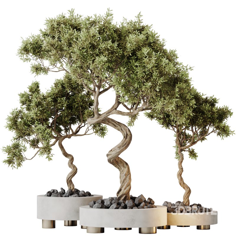 AV Indoor plants set 153 Mission Kalamata Leccino Arbequina Wilsonii Chemlali Olive Image 2