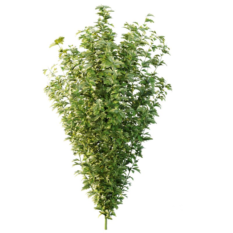 romneya coulter Plant 09 (5 Model) Image 4