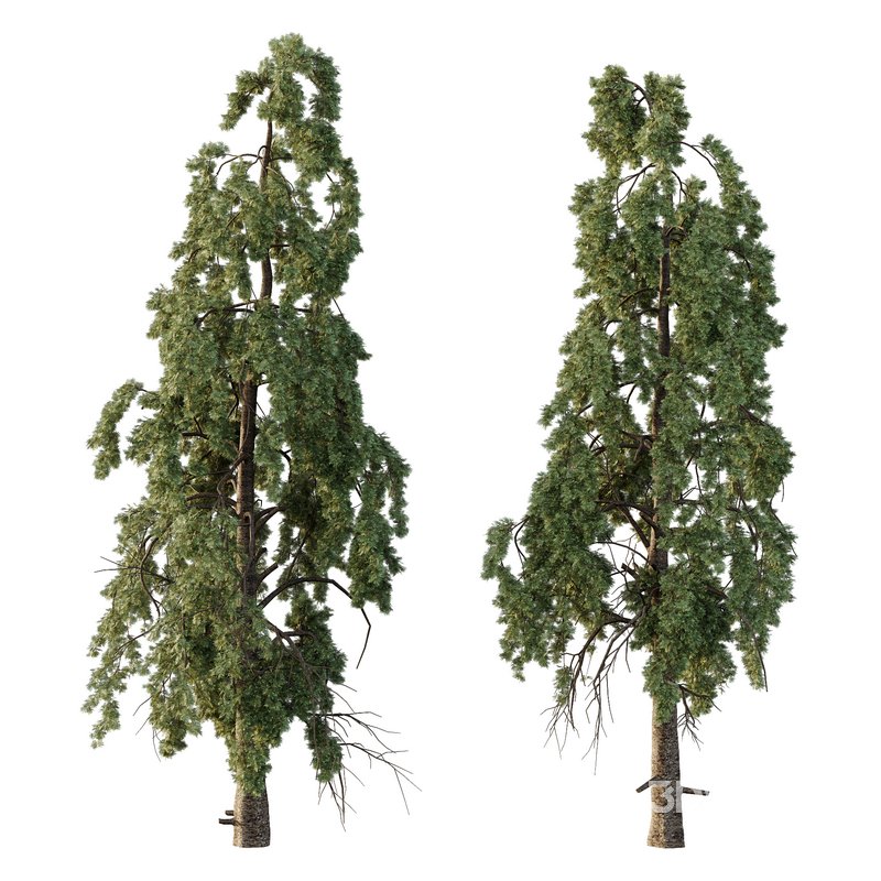 Chamaecyparis thyoides Tree005 Image 1