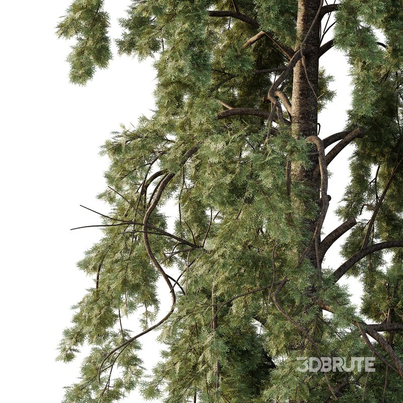 Chamaecyparis thyoides Tree005 Image 4