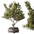 AV Indoor plants set 137 Bonsai Pinus Pentaphylla Thunbergii - Thumbnail 3
