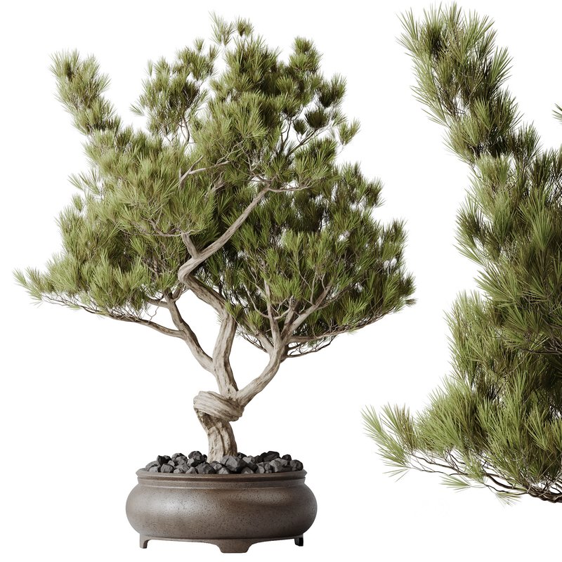 AV Indoor plants set 137 Bonsai Pinus Pentaphylla Thunbergii Image 3