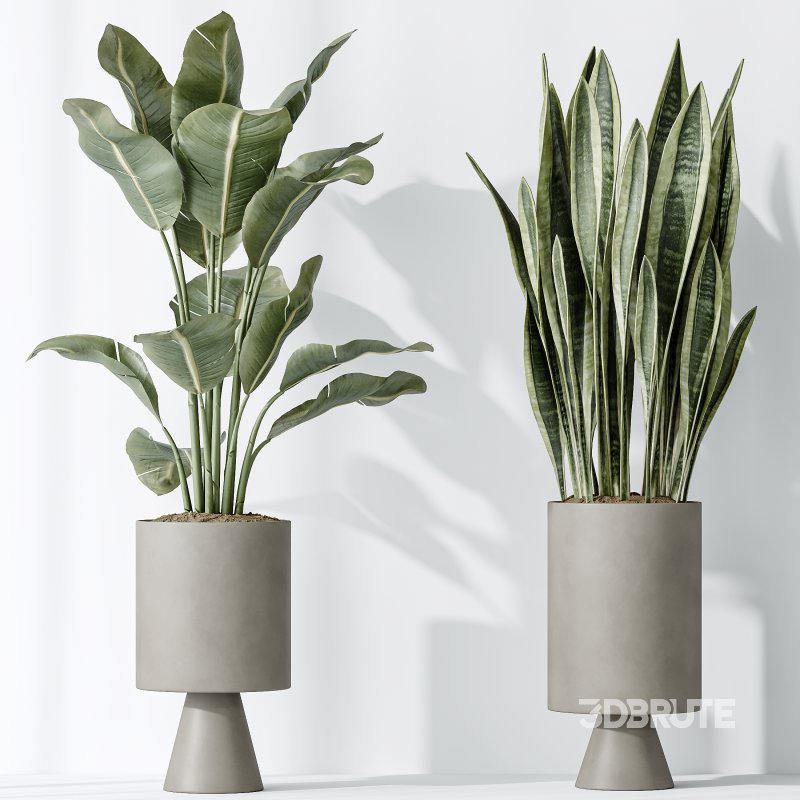 AV Indoor plants set 154 Ficus Microcarpa Moclame and Snake Green Sansevieria and Bird Of ParadiseBird Image 5