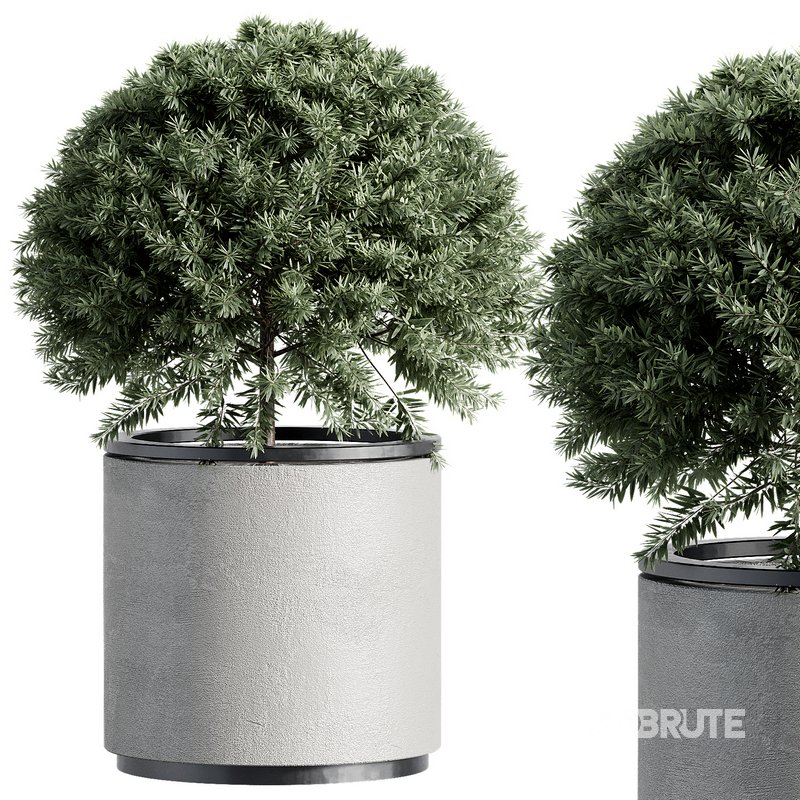 Outdoor Plant 35 Image 6