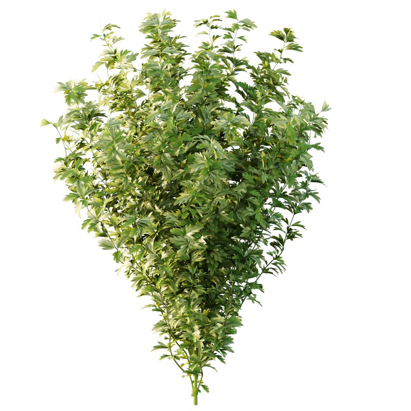 romneya coulter Plant 09 (5 Model) Image 3