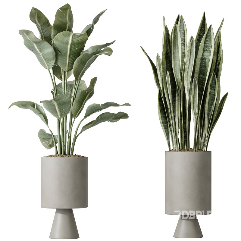 AV Indoor plants set 154 Ficus Microcarpa Moclame and Snake Green Sansevieria and Bird Of ParadiseBird Image 2